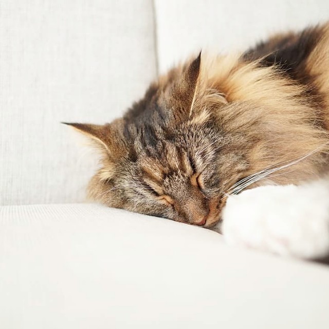 f:id:morizo-nya:20190702090836j:image f:id:morizo-nya:20190702090836j:image