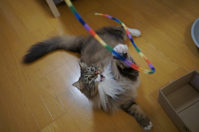 f:id:morizo-nya:20190706050702j:image f:id:morizo-nya:20190706050702j:image
