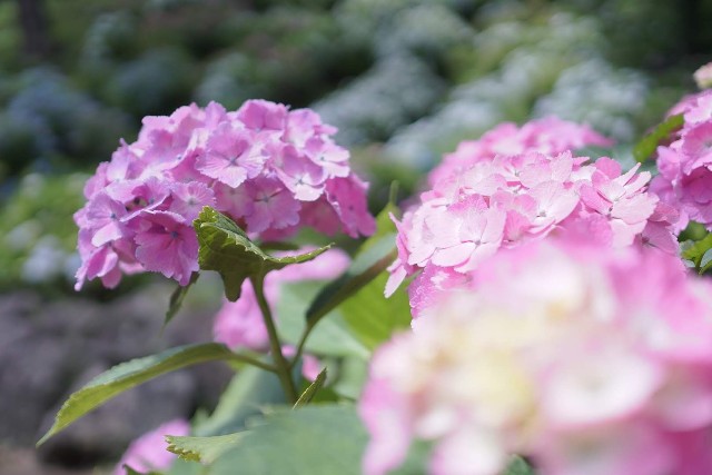 f:id:morizo-nya:20190706051056j:image f:id:morizo-nya:20190706051056j:image