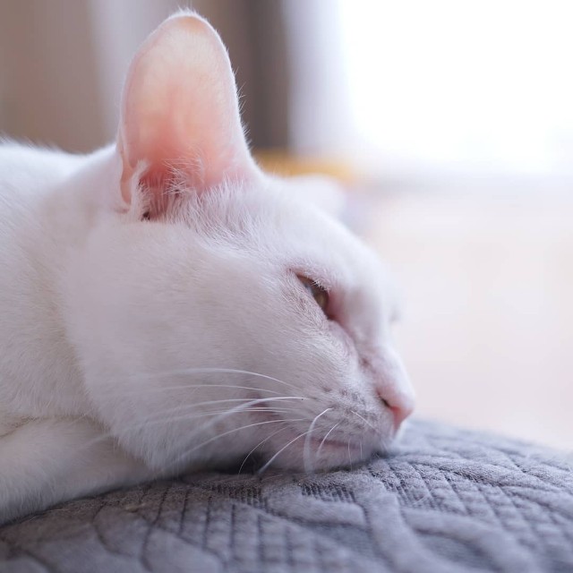 f:id:morizo-nya:20190717145647j:image