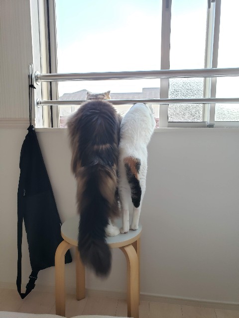 f:id:morizo-nya:20190825125000j:image