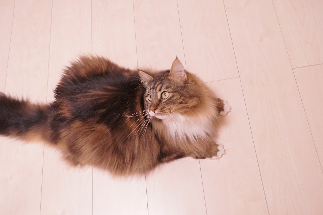 f:id:morizo-nya:20190828200401j:image