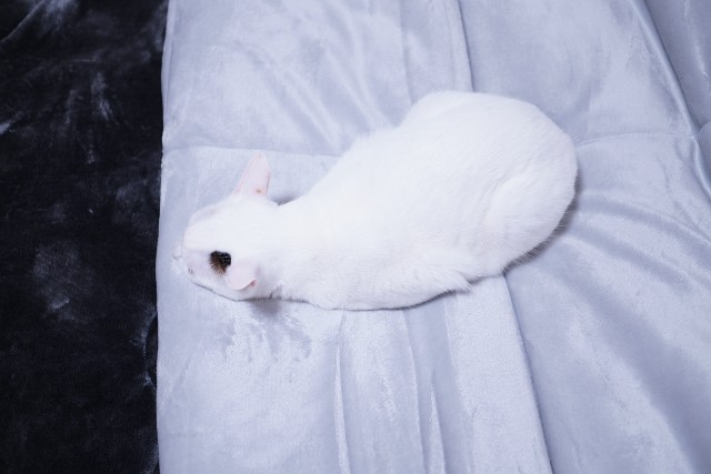 f:id:morizo-nya:20191028151753j:image f:id:morizo-nya:20191028151753j:image