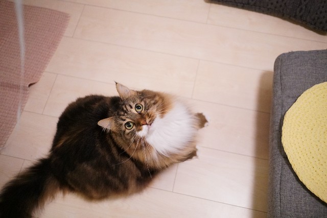 f:id:morizo-nya:20191028152023j:image f:id:morizo-nya:20191028152023j:image