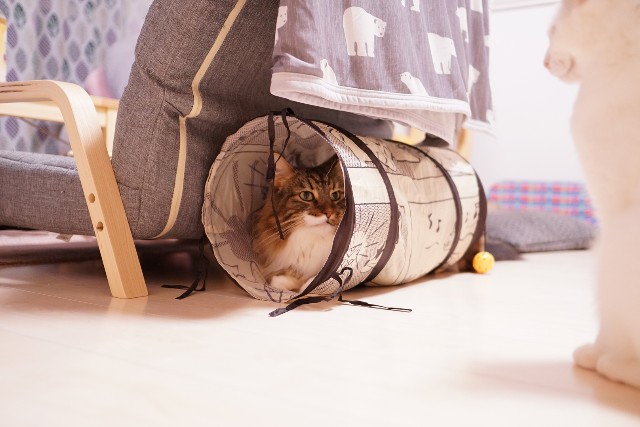 f:id:morizo-nya:20191028154517j:image f:id:morizo-nya:20191028154517j:image