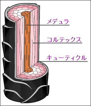 f:id:morizo_3377:20180813205926p:plain f:id:morizo_3377:20180813205926p:plain