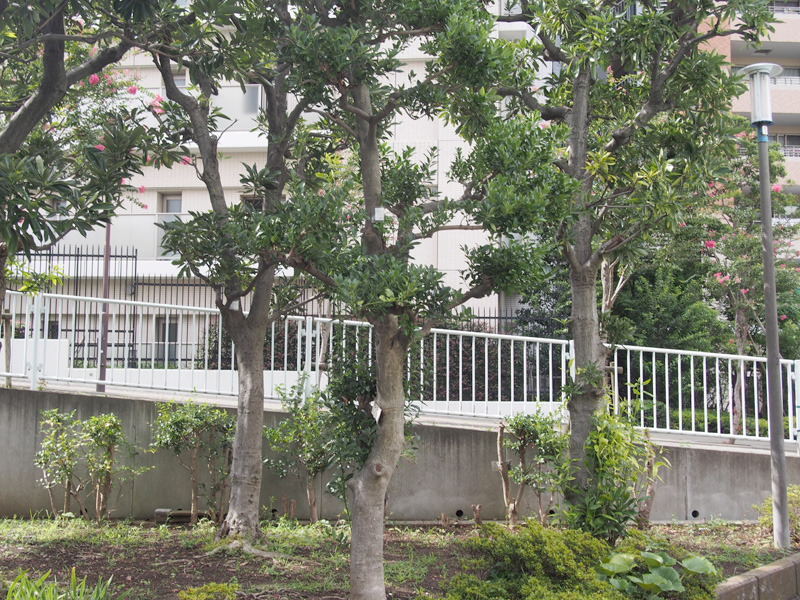 f:id:morje68:20161107143553j:plain f:id:morje68:20161107143553j:plain