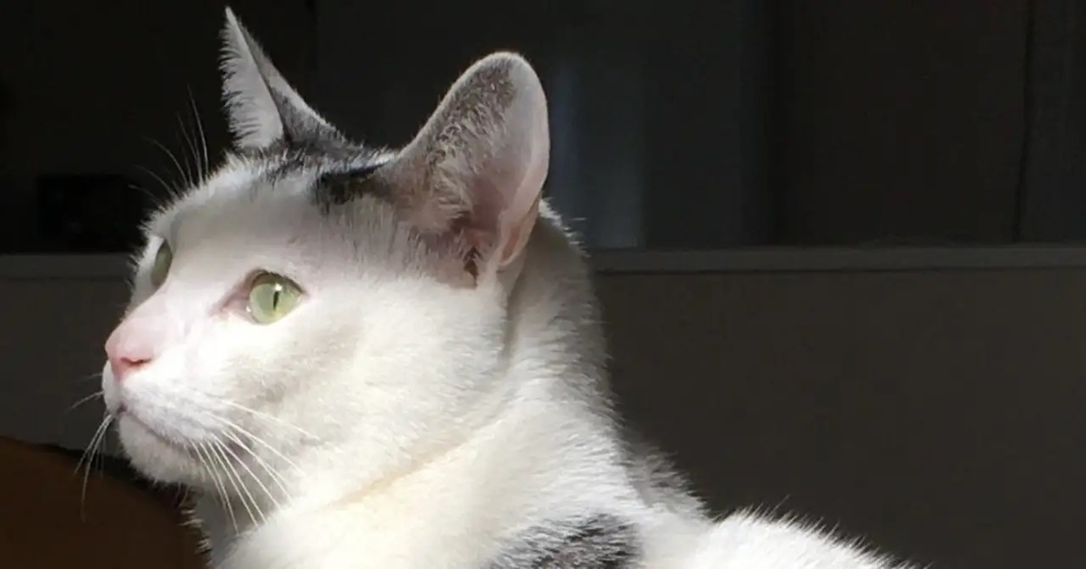 f:id:morning-sneeze:20201216161446j:plain