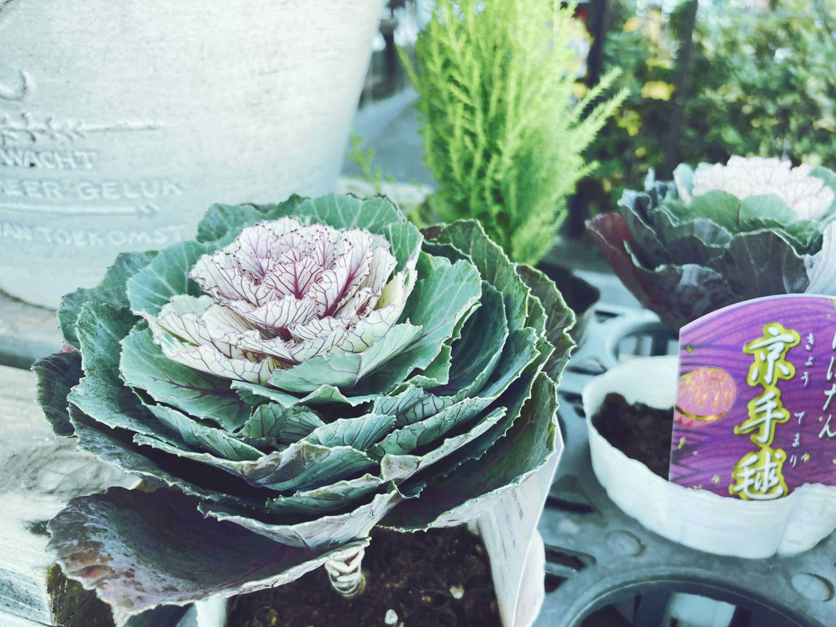 f:id:morning-sneeze:20211216231503j:plain