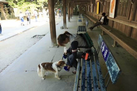 画像を等倍で表示します 画像