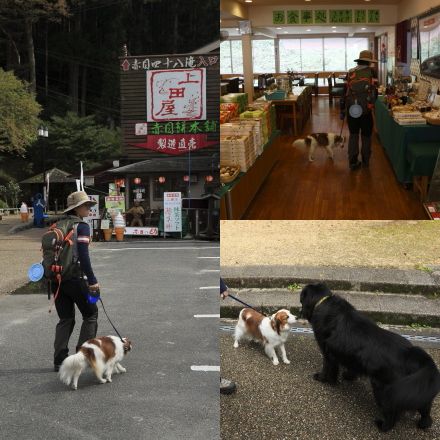 画像を等倍で表示します 画像