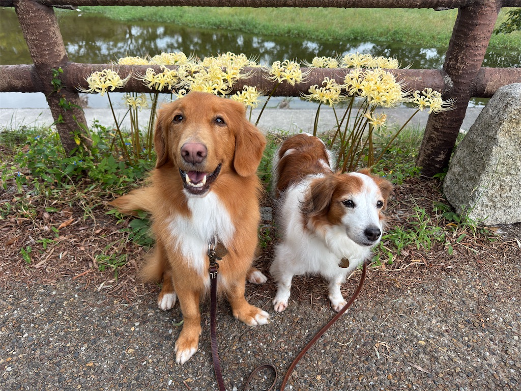 f:id:morningbuzz:20251106215824j:image