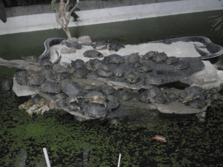 f:id:morningrain:20110328020141j:image f:id:morningrain:20110328020141j:image