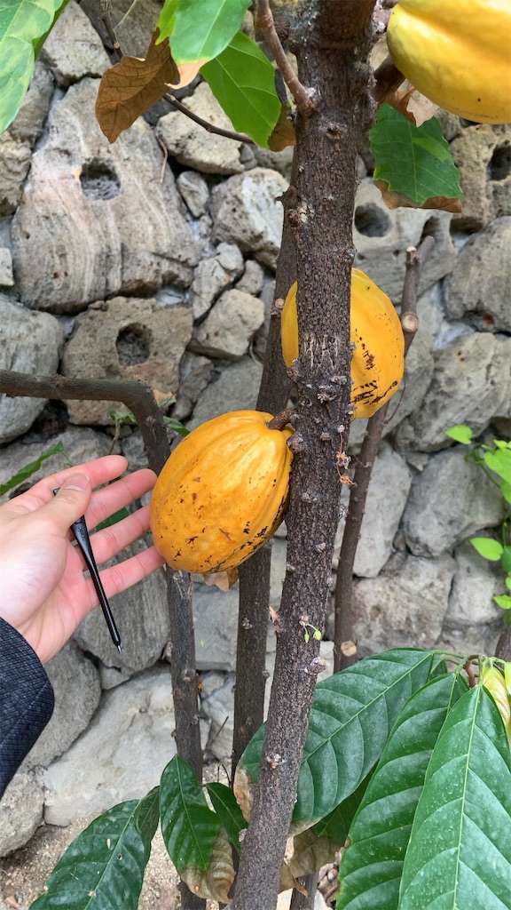 f:id:morokitch:20200223195246j:image f:id:morokitch:20200223195246j:image