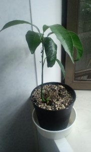 f:id:morooka:20110831113610j:image:left