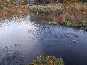岸根公園池