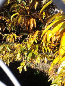 f:id:morooka:20121207183010j:image:left
