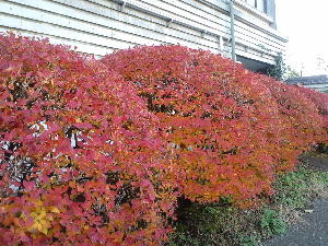 f:id:morooka:20121207183400j:image:left