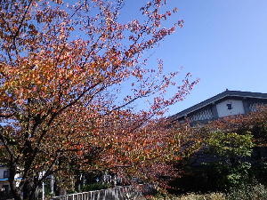 桜の紅葉