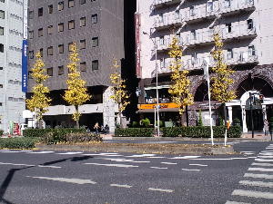 街路樹の銀杏