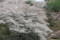 公園1番桜