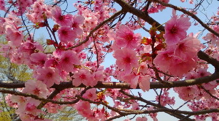 f:id:morooka:20180327211000j:image:left