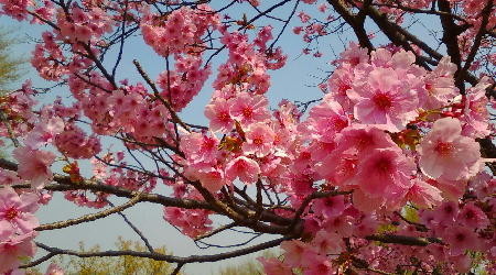 f:id:morooka:20180327213234j:image:left