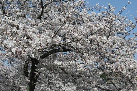 f:id:morooka:20180329223257j:image:left