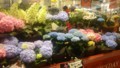 紫陽花６