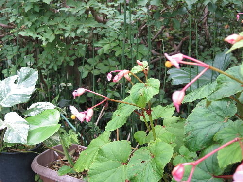 f:id:morooka:20200801155855j:plain f:id:morooka:20200801155855j:plain