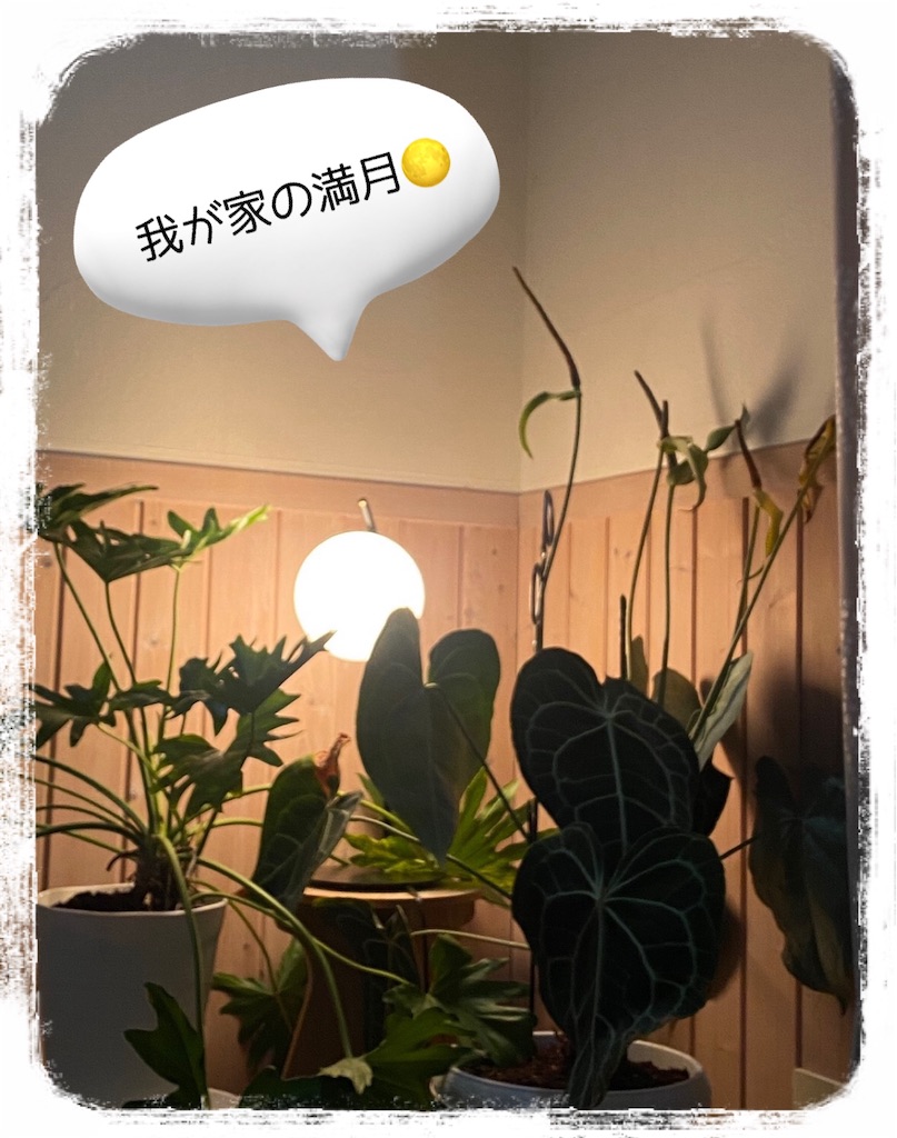 f:id:moru27:20260214073304j:image f:id:moru27:20260214073304j:image