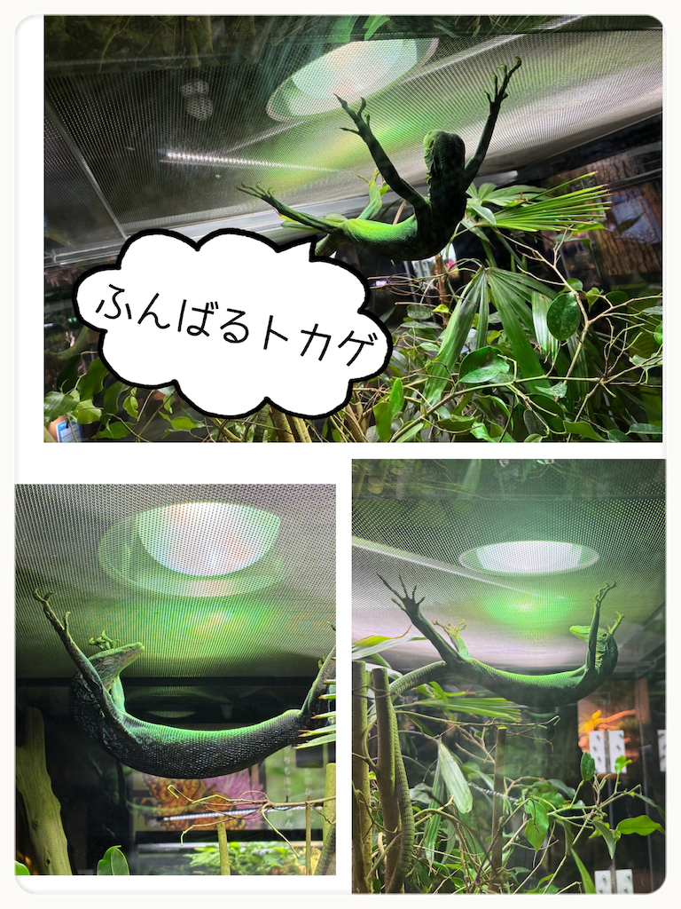 f:id:moru27:20260818203351p:image