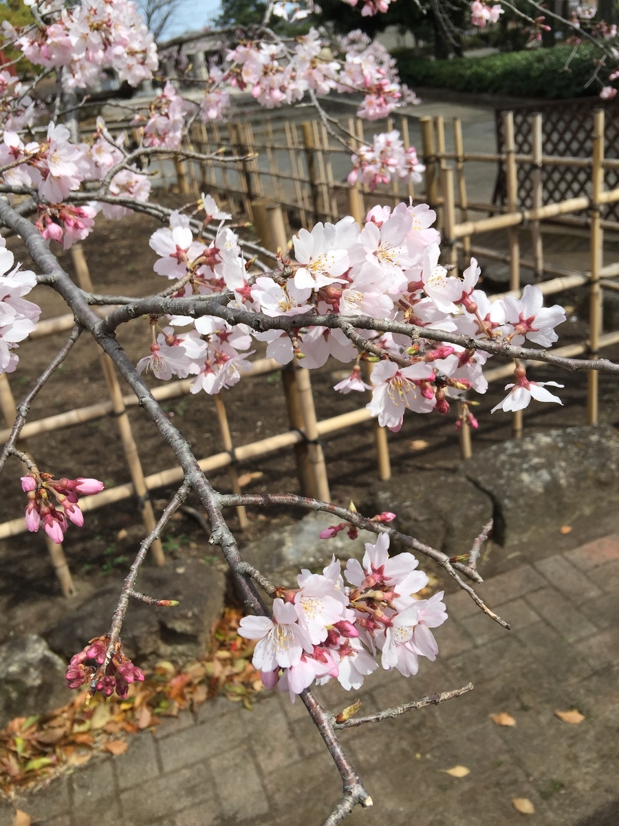f:id:moru7:20190324144632j:plain f:id:moru7:20190324144632j:plain