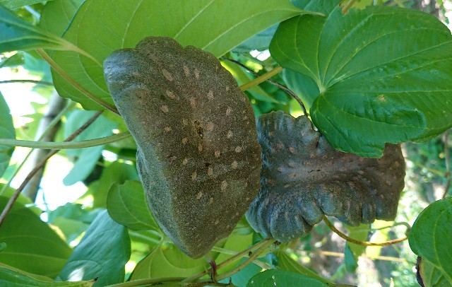 宇宙芋 収穫時期へ向けてスパート中、珍しい宇宙芋の花も咲き