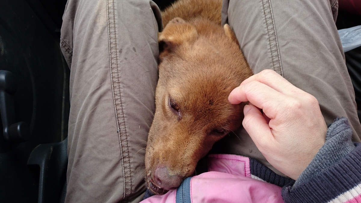 f:id:mosgreen3111:20200301102151j:plain f:id:mosgreen3111:20200301102151j:plain