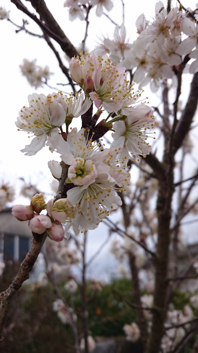 f:id:mosgreen3111:20200301171029j:plain f:id:mosgreen3111:20200301171029j:plain