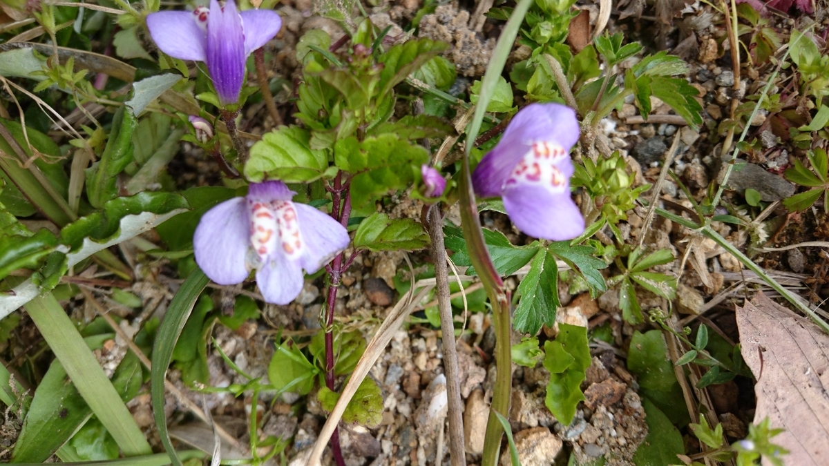 f:id:mosgreen3111:20200426215838j:plain