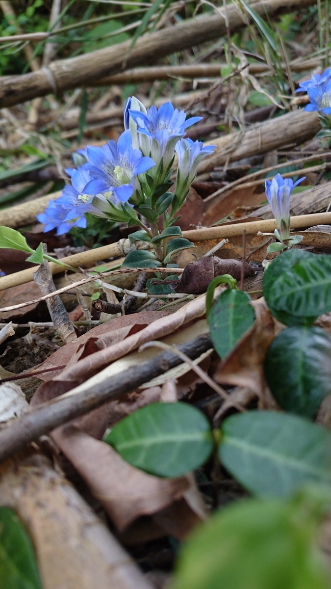 f:id:mosgreen3111:20200426215942j:plain