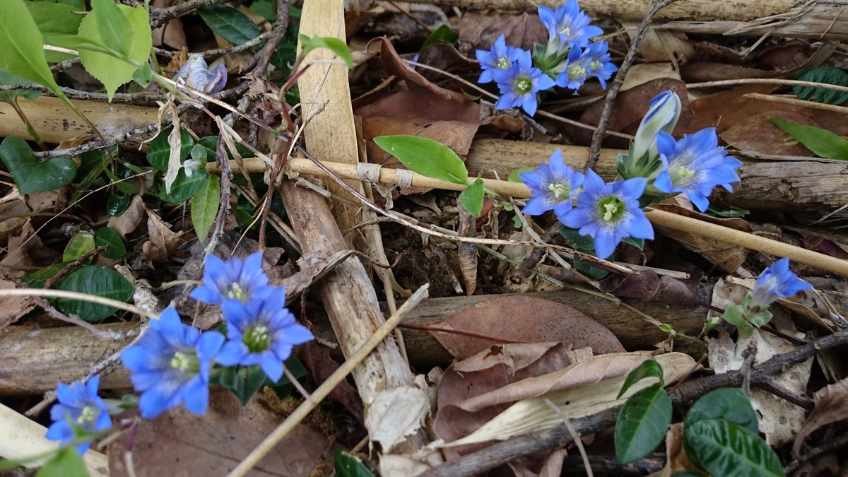 f:id:mosgreen3111:20200426220012j:plain