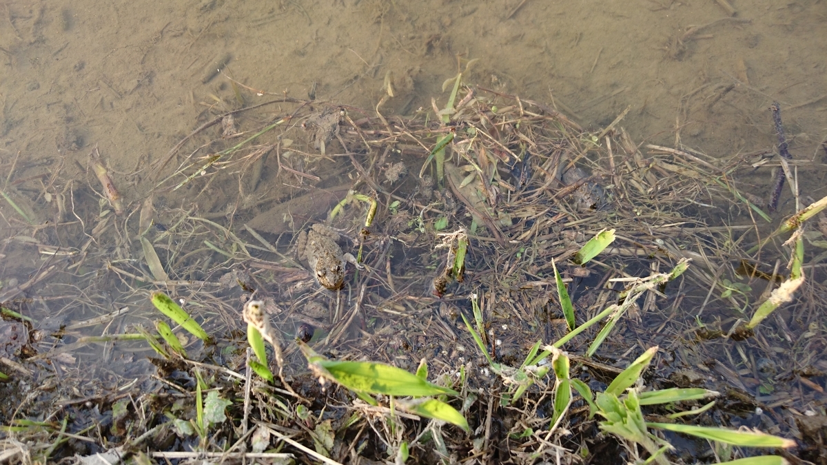 f:id:mosgreen3111:20200609055430j:plain f:id:mosgreen3111:20200609055430j:plain