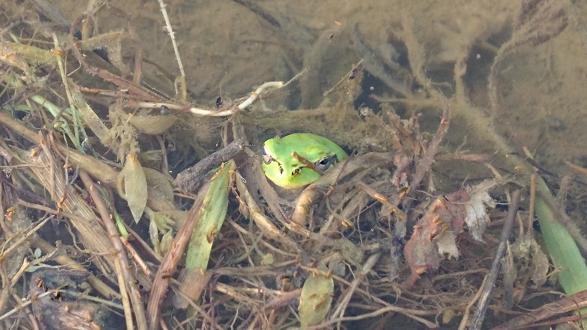 f:id:mosgreen3111:20200609055514j:plain f:id:mosgreen3111:20200609055514j:plain