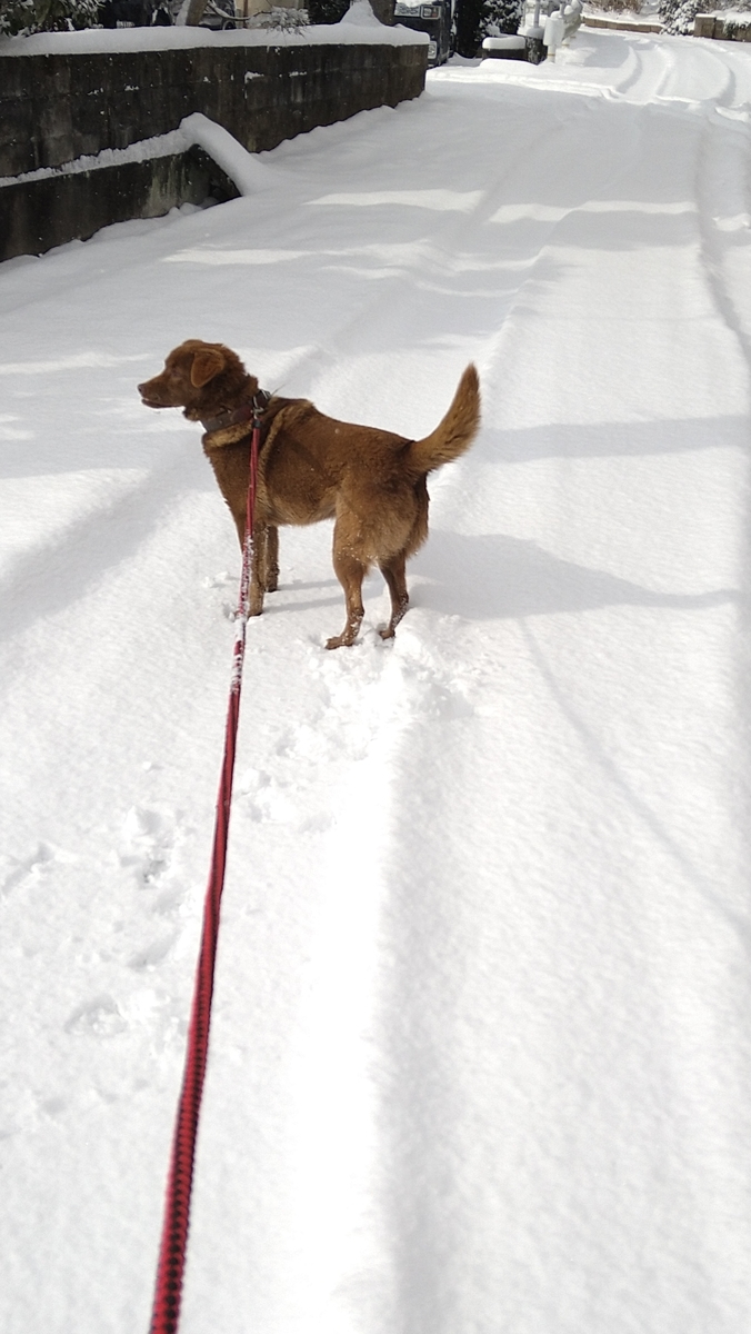 f:id:mosgreen3111:20210109231433j:plain