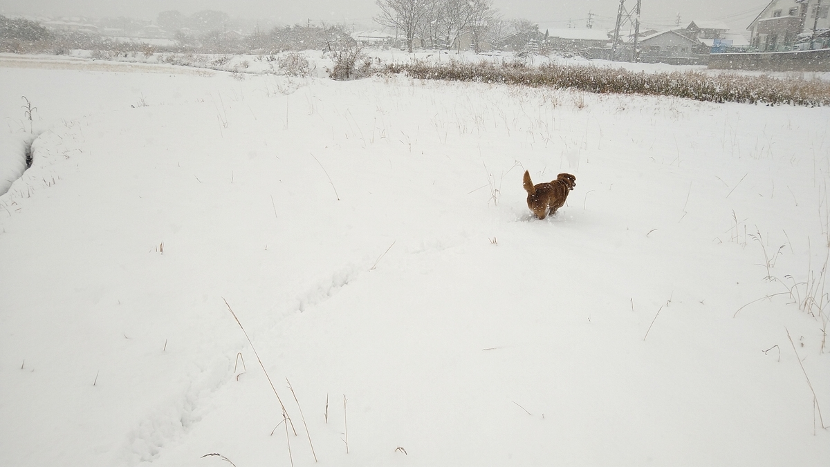 f:id:mosgreen3111:20210109231456j:plain