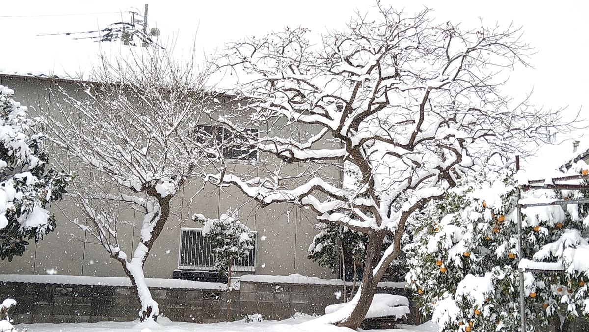 f:id:mosgreen3111:20210109231716j:plain