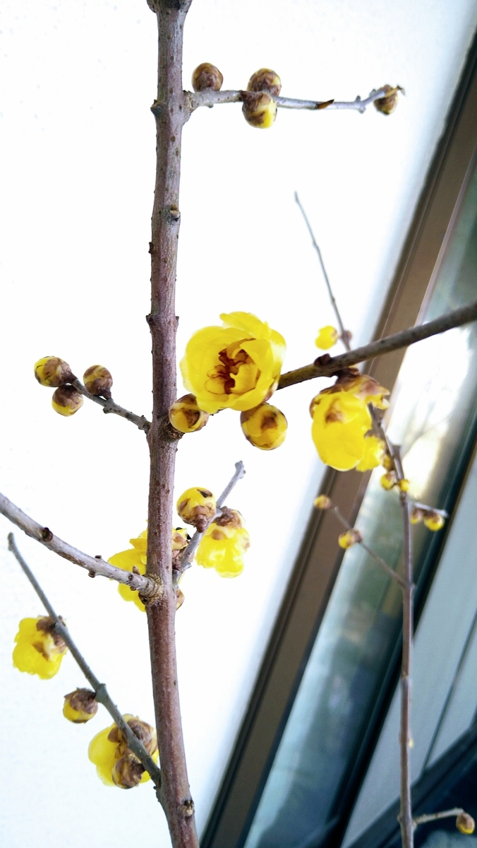 f:id:mosgreen3111:20210115094116j:plain