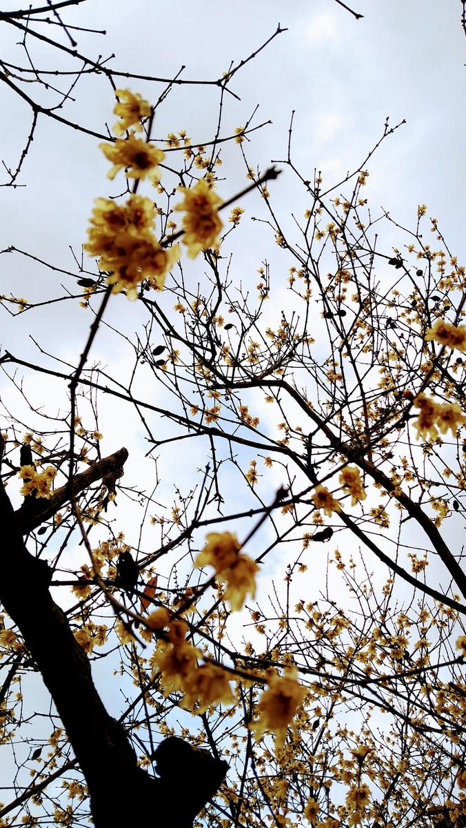 f:id:mosgreen3111:20210127134929j:plain