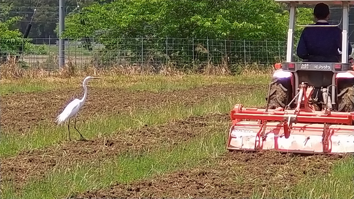 f:id:mosgreen3111:20210509220752j:plain