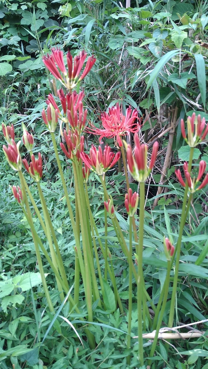 f:id:mosgreen3111:20210912231502j:plain