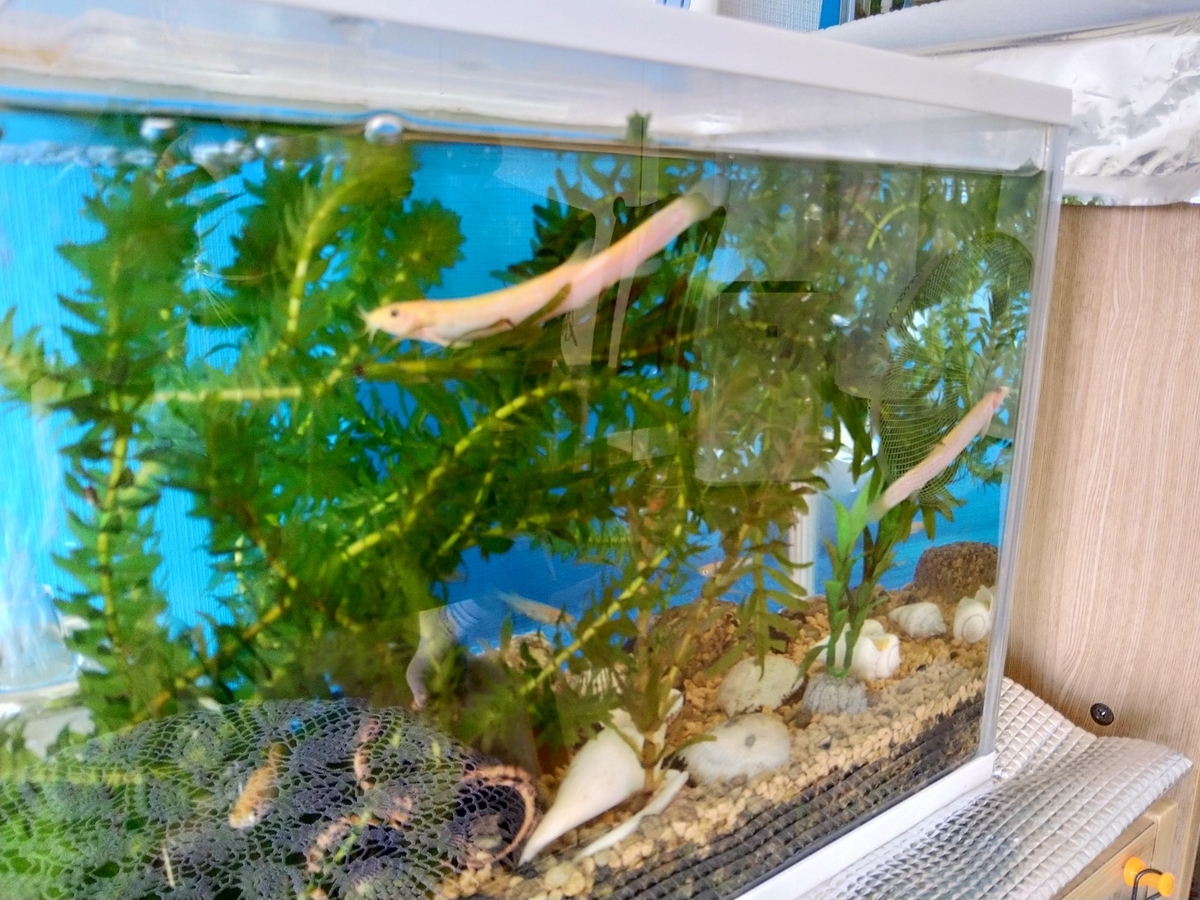 f:id:mosgreen3111:20210923221738j:plain