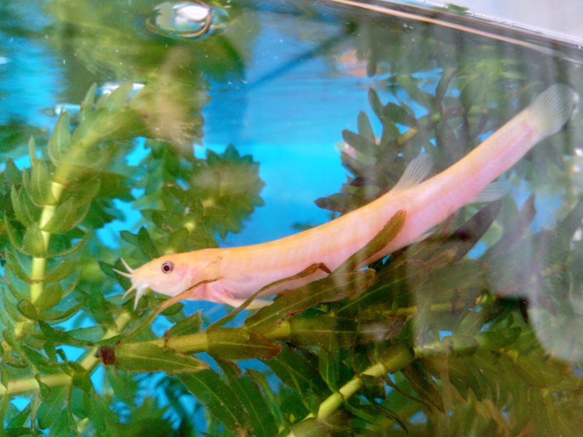 f:id:mosgreen3111:20210923221922j:plain